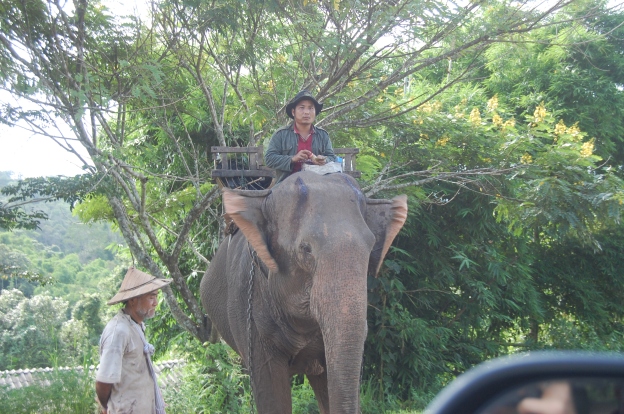 These men use their elephant for transportation and work horse. In the muddy-rainy season a better option than anything else.